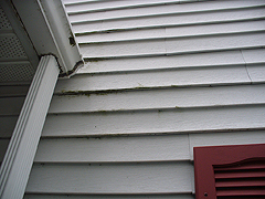 Click here for a larger view of this mold/mildew removal image