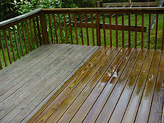 Click here for a larger view of this mold/mildew removal image