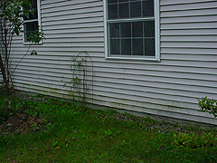 Click here for a larger view of this mold/mildew removal image
