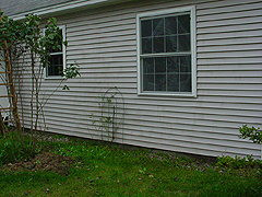 Click here for a larger view of this mold/mildew removal image