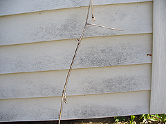 Click here for a larger view of this mold/mildew removal image