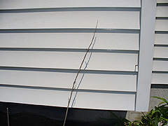 Click here for a larger view of this mold/mildew removal image