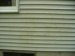 Click here for a larger view of this mold/mildew removal image
