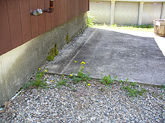 Click here for a larger view of this mold/mildew removal image