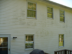 Click here for a larger view of this mold/mildew removal image