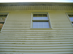 Click here for a larger view of this mold/mildew removal image