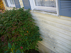 Click here for a larger view of this mold/mildew removal image